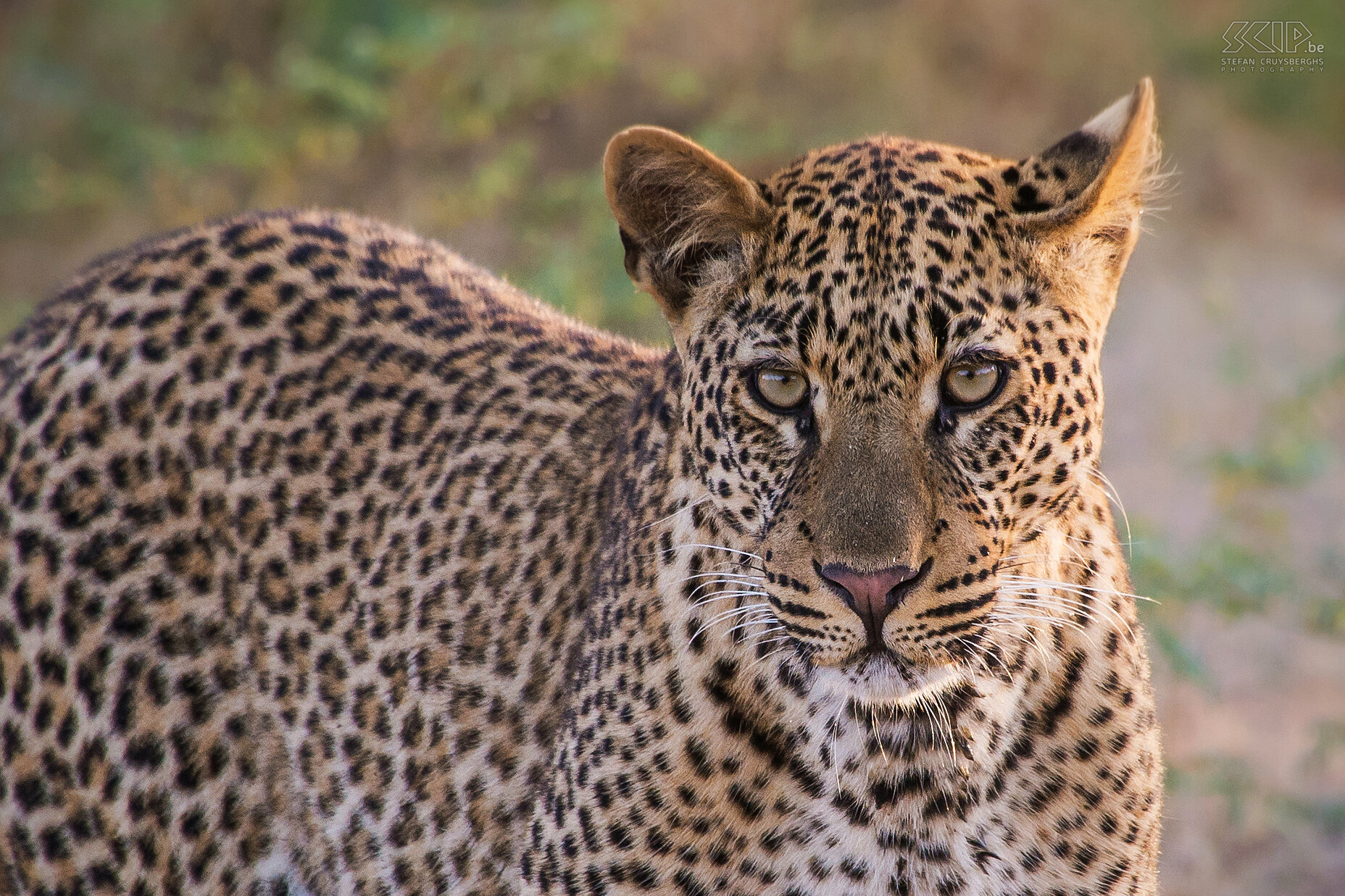 South Luangwa - Close-up leopard When the leopard (Panthera pardus) comes close by I can take multiple good close-up shots. What a beautiful animal. Stefan Cruysberghs